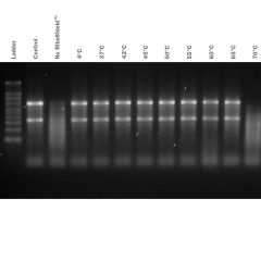 RiboShield™ RNase Inhibitor