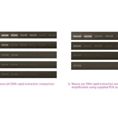 PCRBIO Rapid Extract