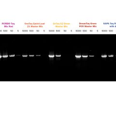 PCRBIO Taq DNA Polymerase