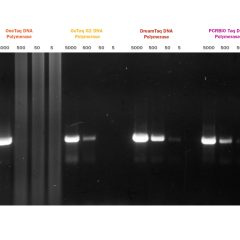 PCRBIO Taq DNA Polymerase