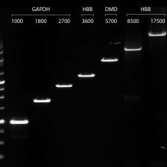 VeriFi® Polymerase