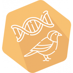 DNAnimal Screen Bird IPC