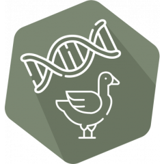 DNAnimal Ident Duck IPC