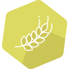 SENSISpec INgezim Gluten Quick 96 wells