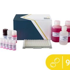 SENSISpec ELISA Lupin 96 Wells