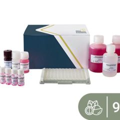 SENSISpec ELISA Macadamia nut 96 Wells