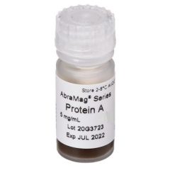AbraMag Protein A Magnetic Beads 2 mL, 5 mg/mL