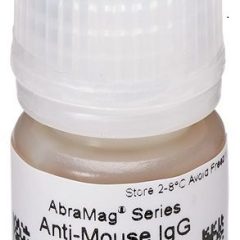 Skip to the beginning of the images gallery AbraMag anti-Mouse Magnetic Beads, 1 mL sample size, 5 mg/mL