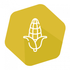 CP4 EPSPS (RR) Quantitative LFS Kit Corn