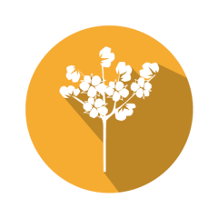 Cry1Ac/Cry2A/CP4EPSPS(RR) for Cotton