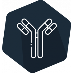 Celer AFLA M1 500, ELISA, 96 det.