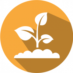 PAT/bar LFS kit for Mustard or Canola